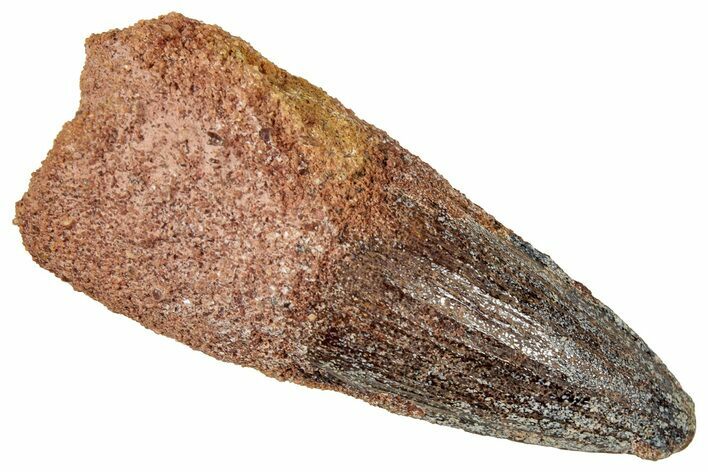 Fossil Spinosaurus Tooth - Real Dinosaur Tooth #357419